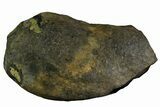 Fossil Whale Ear Bone - Miocene #177751-1